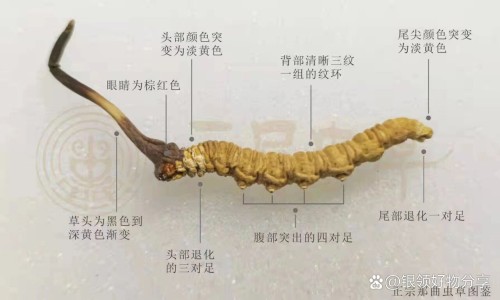 中药淮七功效-淮七的功效网-分享天津格林国际幼儿园学费，14油耗投多少钱一公里知识库